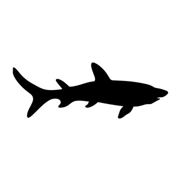 Shark, shade picture