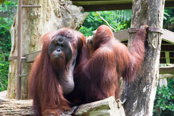 The Bornean orangutan differs in appearance from the Sumatran orangutan