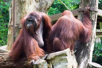 The Bornean orangutan differs in appearance from the Sumatran orangutan