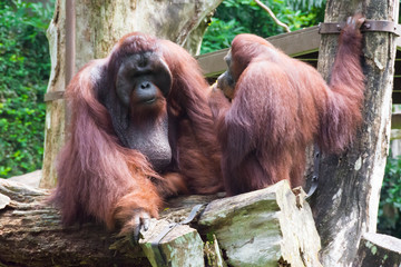 The Bornean orangutan differs in appearance from the Sumatran orangutan