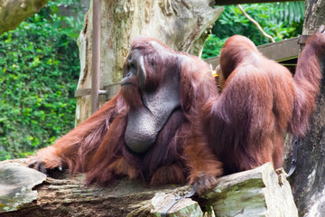 The Bornean orangutan differs in appearance from the Sumatran orangutan