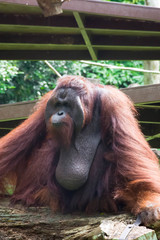 The Bornean orangutan differs in appearance from the Sumatran orangutan © Bill