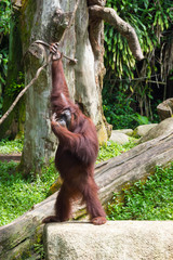 The Bornean orangutan differs in appearance from the Sumatran orangutan