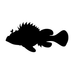 Black scorpionfish, shade picture