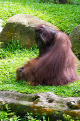 The Bornean orangutan differs in appearance from the Sumatran orangutan