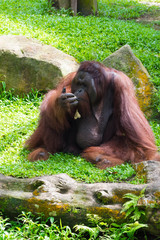 The Bornean orangutan differs in appearance from the Sumatran orangutan © Bill