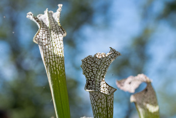 close up carnivorous plant on natural background