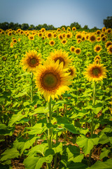 Sunflowers