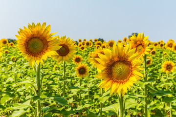 Sunflowers