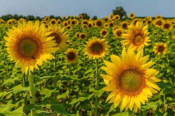 Sunflowers