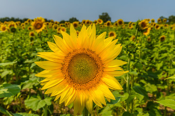 Sunflowers