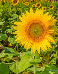 Sunflowers