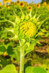 Sunflowers