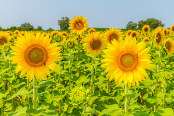 Sunflowers