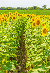 Sunflowers