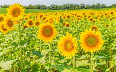 Sunflowers