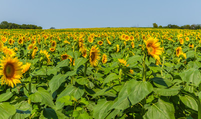Sunflowers