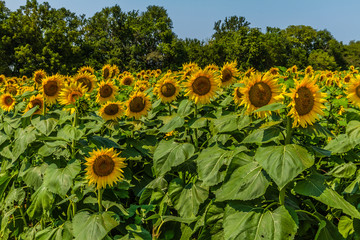 Sunflowers