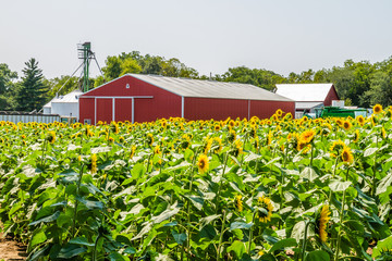 Sunflower Farm
