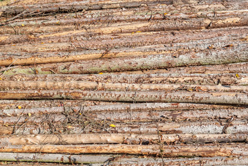 Holz Querschnitt Baum Bäume Stapel