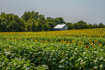 Sunflower Farm