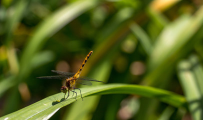 Dragonfly