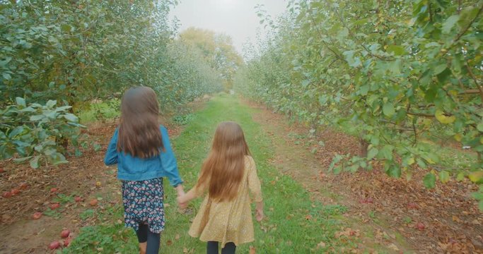 Two Young Girls Holding Hands Walking in Apple Orchard. a moving forward slow motion shot of a two young girls walking away holding hands in between rows of apple trees in an apple orchard
