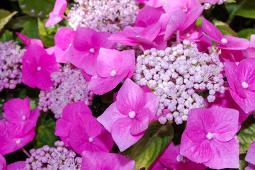 Hydrangea flowers. Close up of pretty pink flowers and sepals.