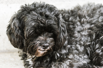 black dog with dramatic tone