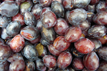 Italian prune plums piled closeup