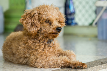 dog lay on the floor with dramatic tone