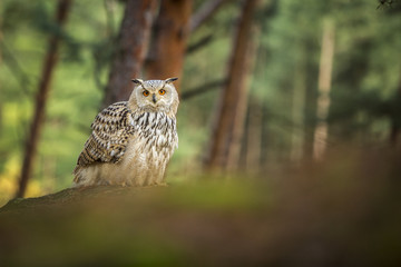 siberian eagle owl, bubo bubo sibiricus
