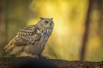 siberian eagle owl, bubo bubo sibiricus