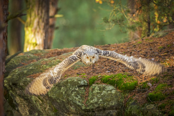 siberian eagle owl, bubo bubo sibiricus