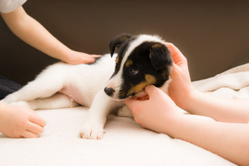 Chłopczyk bawi się w swoim pokoju ze psem szczeniaczkiem. © Rajtar photography