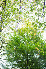 Fototapeta premium Autumn time in a park with lush foliage at daytime