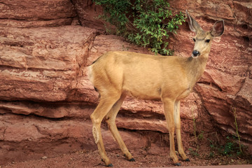 A Mule Deer Doe in Colorado