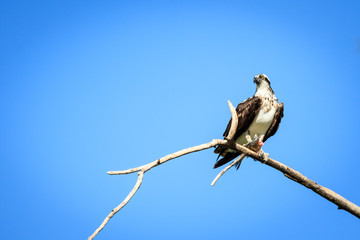 An Osprey perched on a dead branch with his catch
