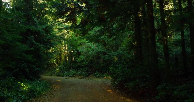 Abstract aerial view of trees in forest from above filmed with a drone