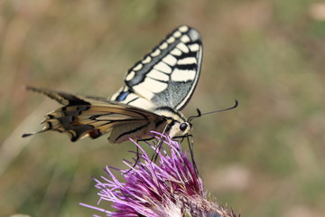 Papillon de Montagne