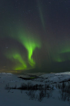 At night in the winter hills,tundra and trees and in the sky the stars, Aurora.