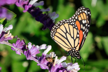 Monarch Butterfly in a garden