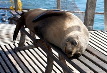 Fototapeta premium Lächelnde Robbe auf Galapagos