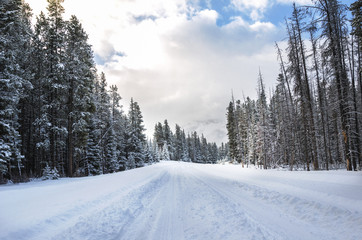 Road through a Forest covered in Fresh Snow on a Snowy Winter Day. Treacherous Driving Conditions.