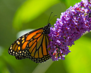 Monarch Butterfly