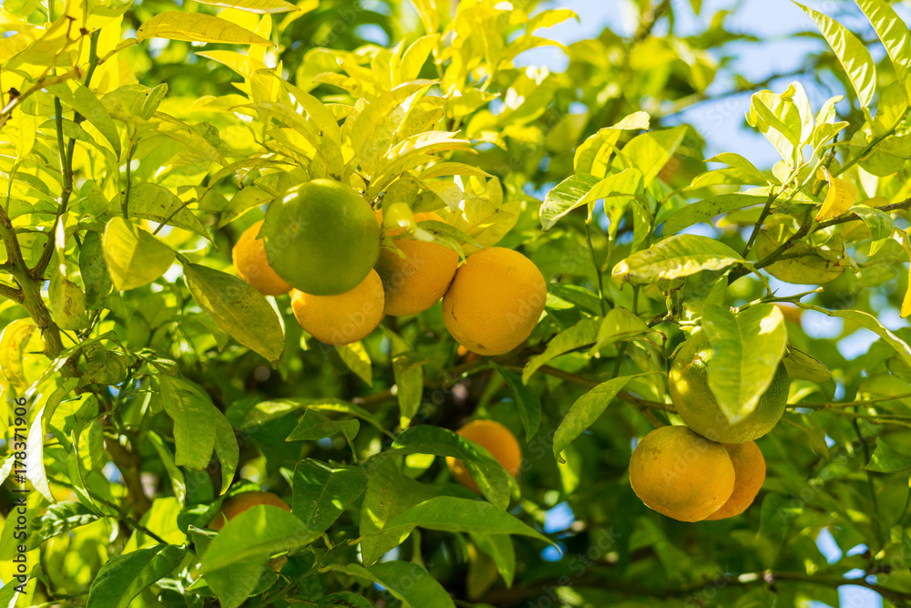 Wall mural mandarin tree with orange and ripe fruits