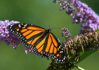 Monarch Butterfly