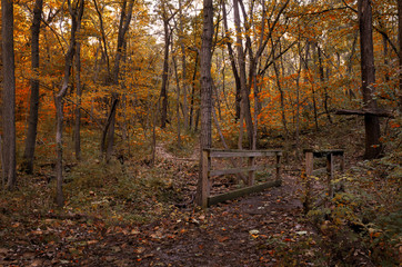 Plakat Fall woods
