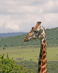 Elegant Masaii Giraffe Neck 