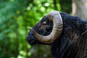 Ram portrait